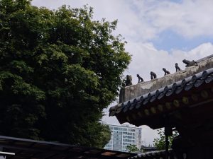 pigafoto